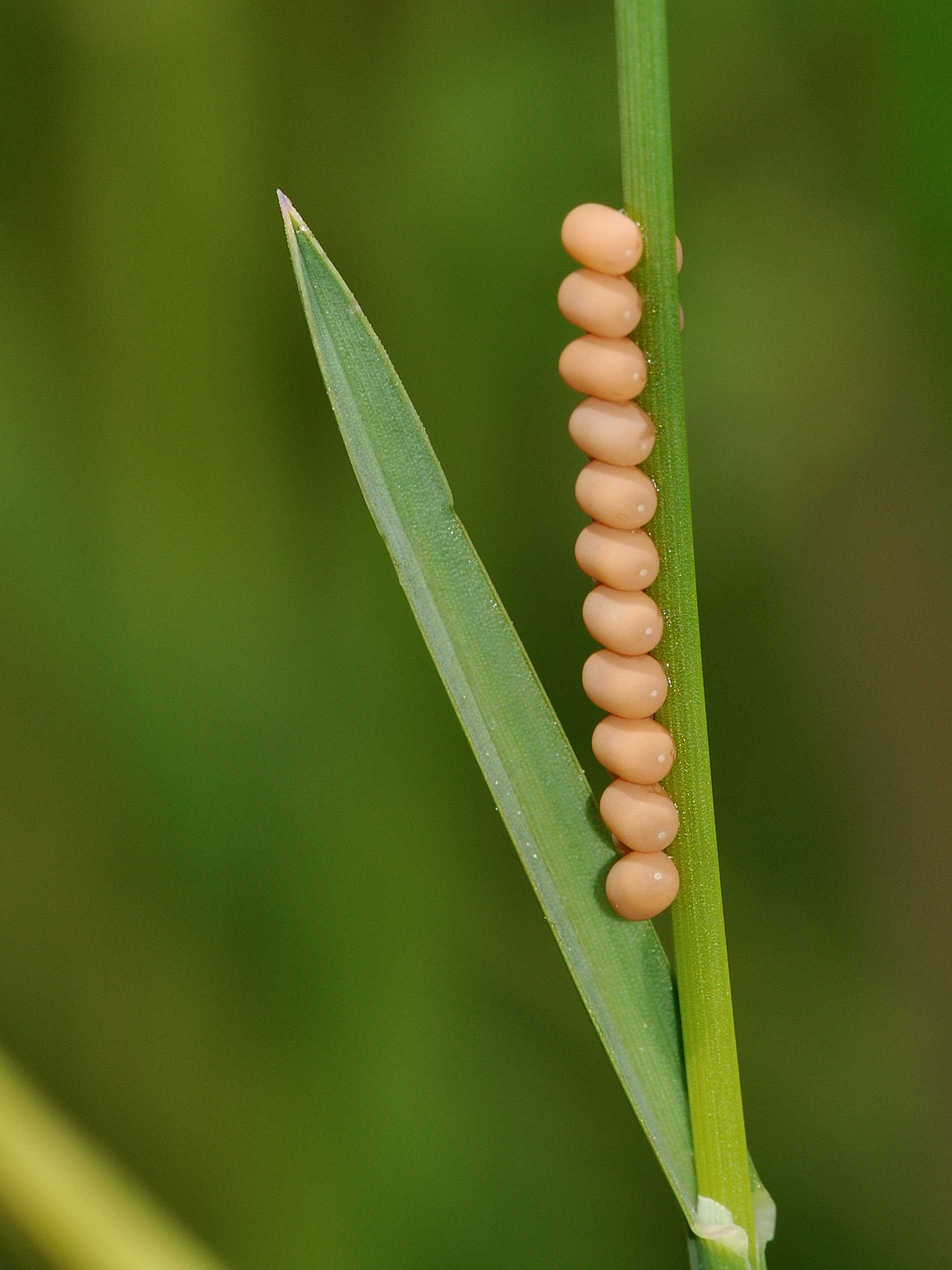 Deposizione Libelloides sp.